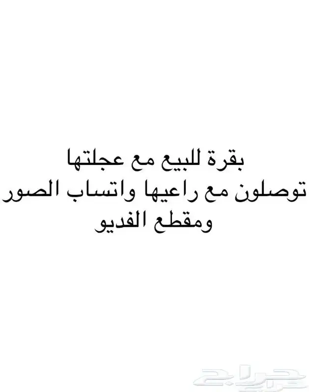 بقرة للبيع مع عجلتها الصور والفديو عند راعيها توصلون معه 0