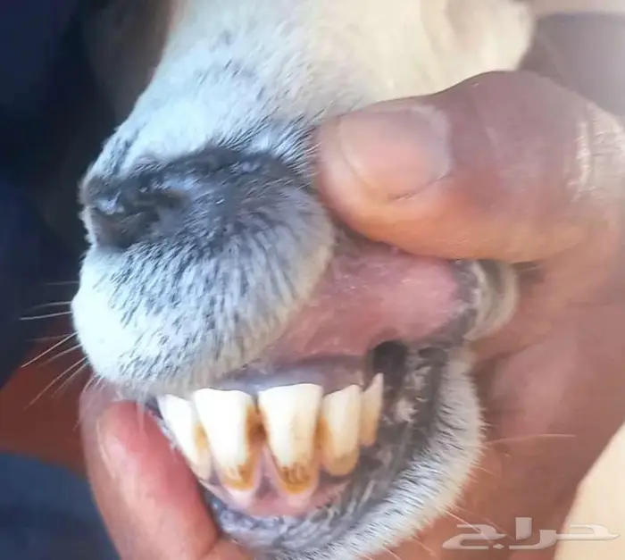 ضان حريه ولدودفيع مقربات منوة القناي لاعلي سوم 49