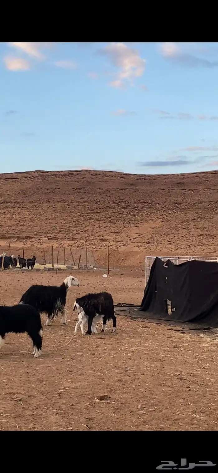 غنم نجد للبيع العدد 31 بالفحل 0