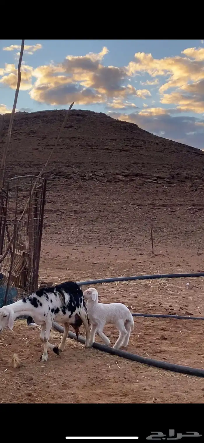 غنم نجد للبيع العدد 31 بالفحل 6