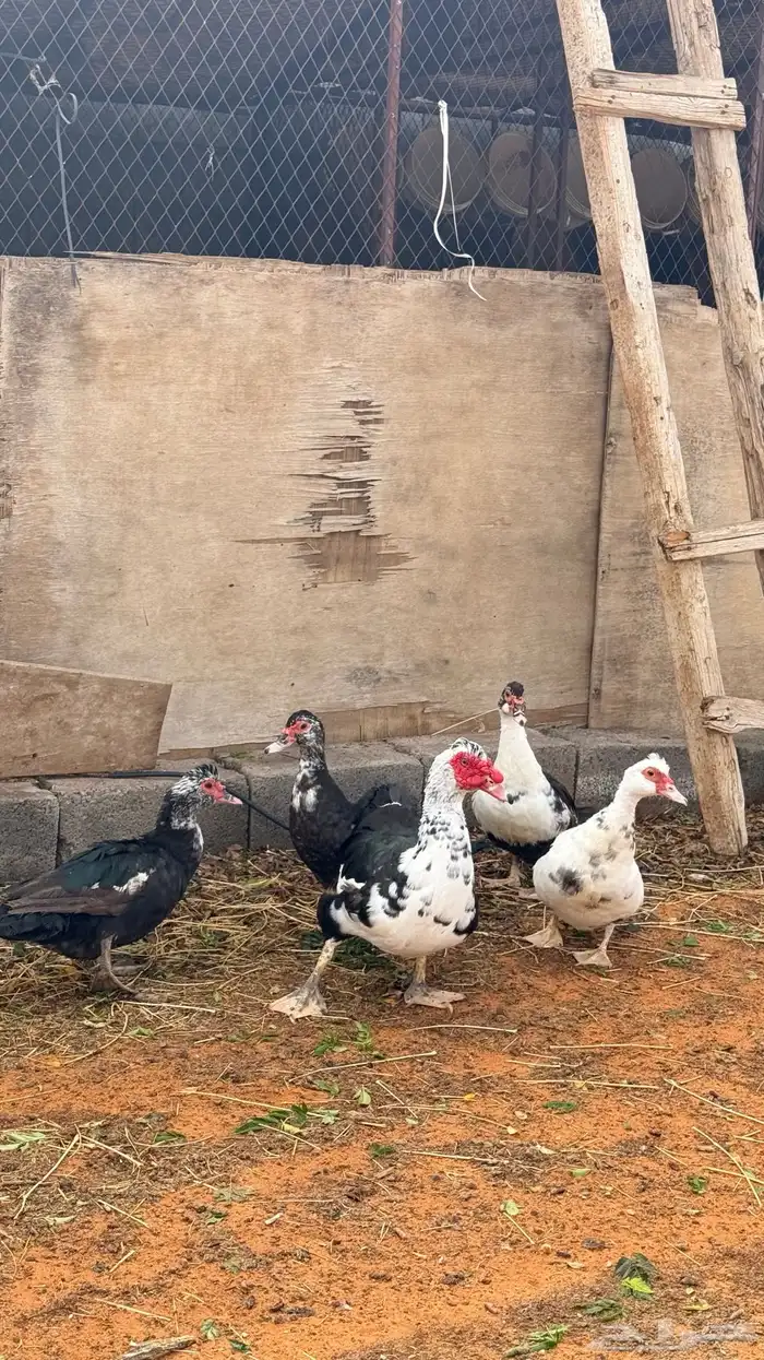 للبيع بط مصري منتج 5