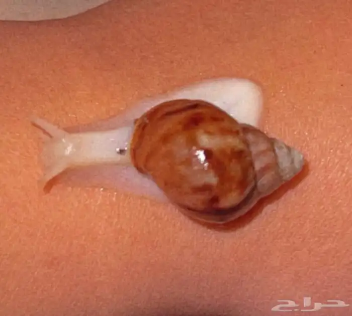 حلزون افريقي عملاق للبيع 7