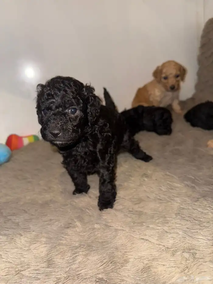 للبيع جراء بيور بودل عرض بسعر مغري مستويات عالية 3