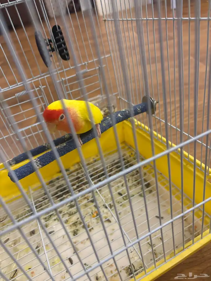 عصفور روز وببغاء الذره 1