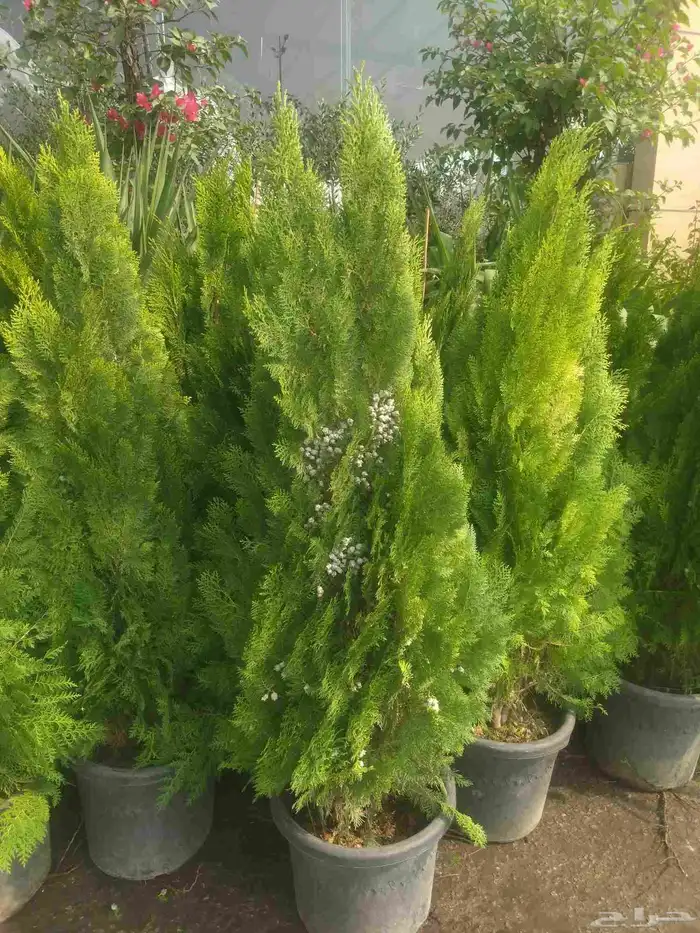 مشاتل الدمام 4