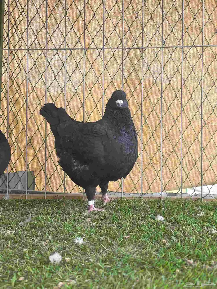 زوج كنق للبيع 2