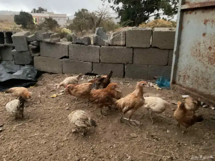 دجاج بلدي 4 اشهر 9
