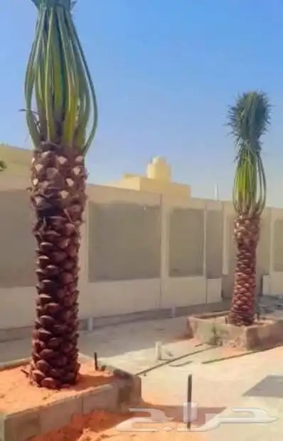 ابو علي التوريد انخيل 6