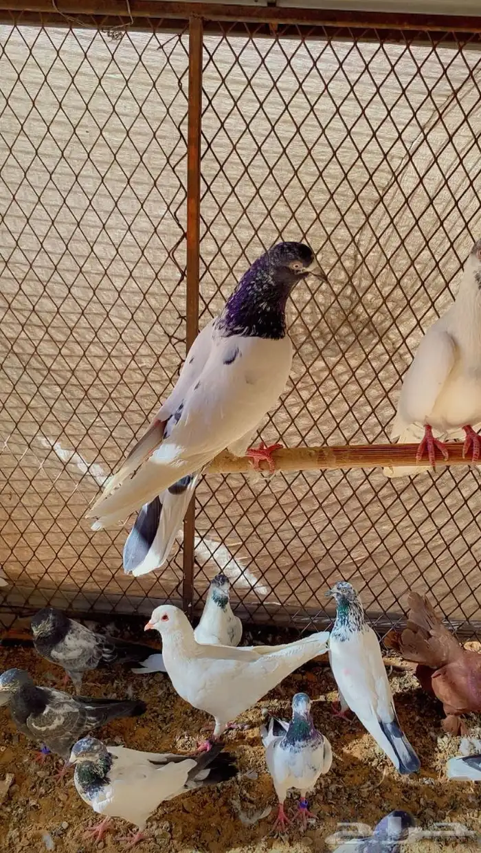 حمام باكستاني تيدي. وفي لاكا. وفي حمامه شامي. وفي كرنقو 2