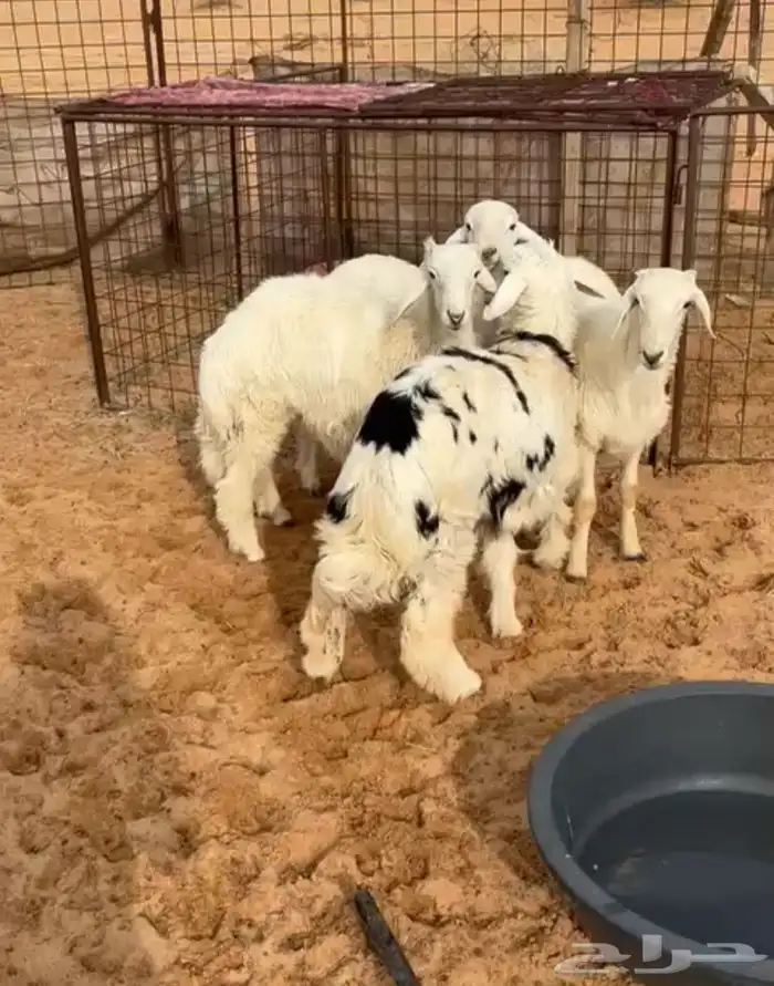 للبيع حري طيبات ذبايح تفريد 0