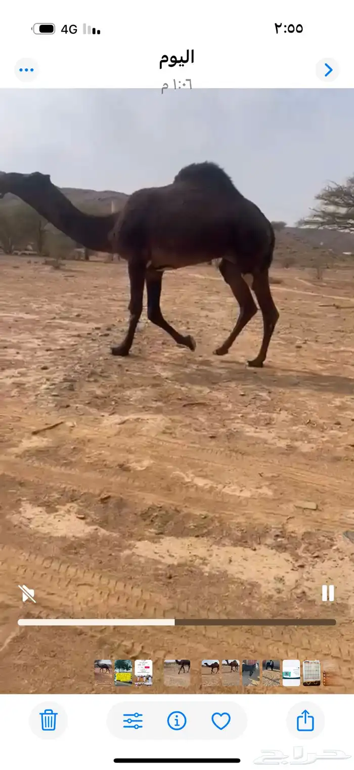 للبيع قعود جذع الدبياني على ولدالبرنس بعير ابن نها السبيعي 1
