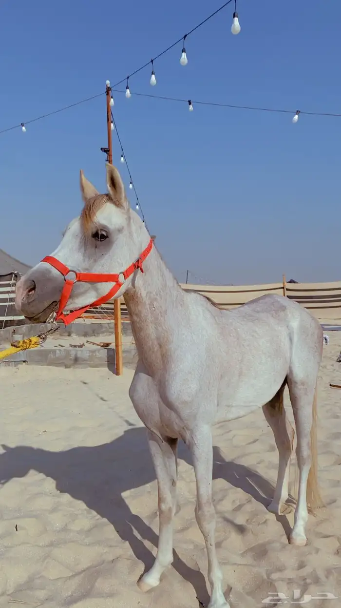 حصان شعبي العمر من سنتين الي ثلاث سليم من كل شي سوم 2200 3