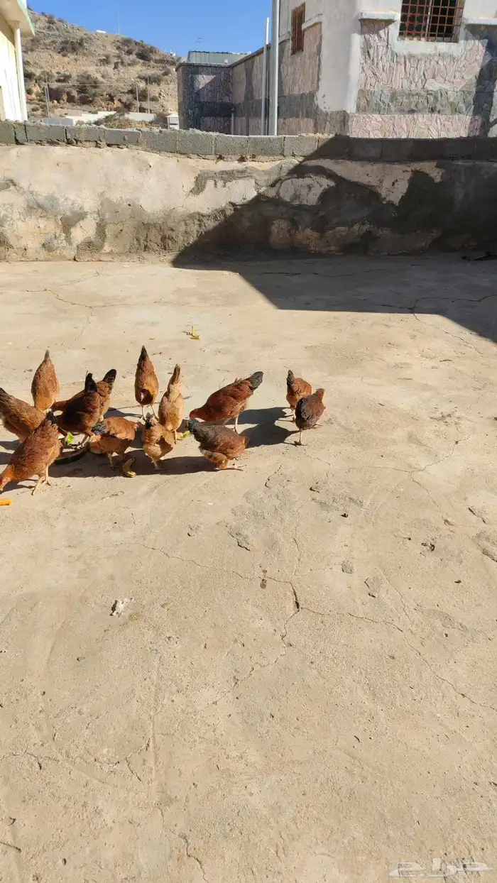 دجاج فرنسي للبيع 1