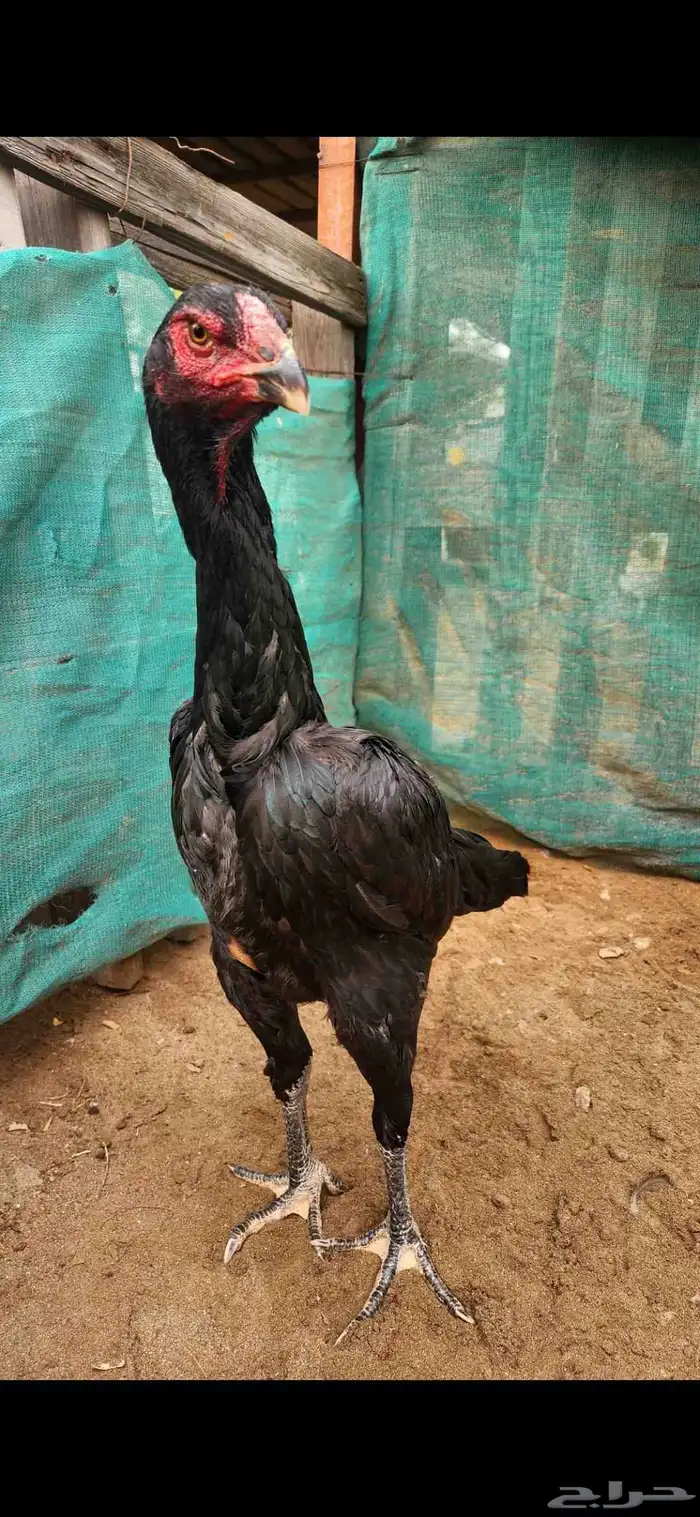 شامو الماني 2