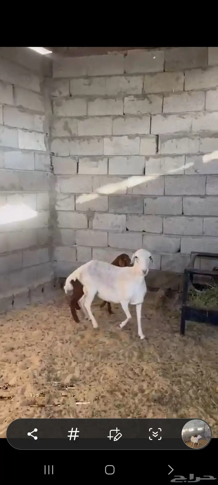 بربربة متبوعة بخروف مهجن بنعيمي 3