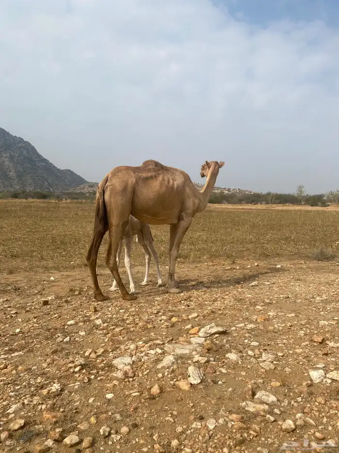 ناقه محور للبيع. تحتها بكره عمرها اسبوع. 0