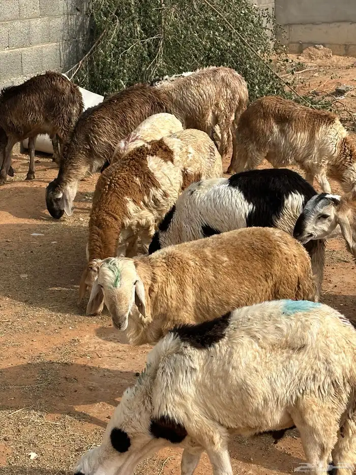 طليان سواكني جذعان شرط الصحه 26