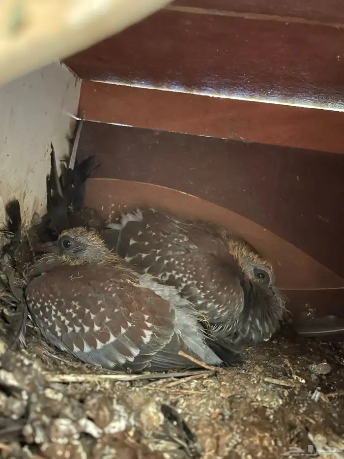 للبيع حمام افريقي انتاج محلي الصحه ممتاز ومشروط 2