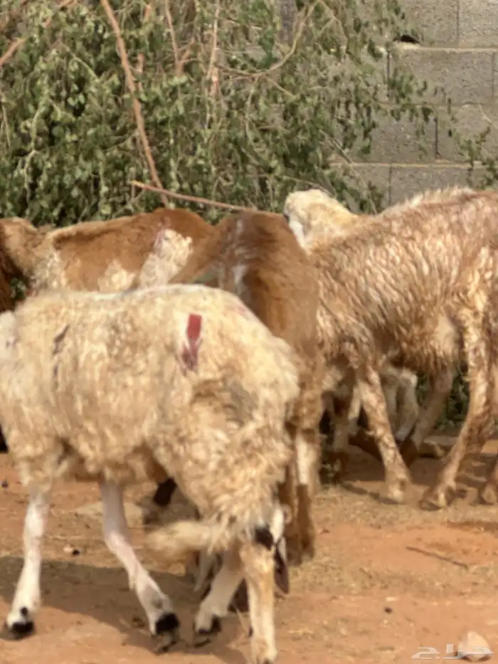 طليان سواكني جذعان شرط الصحه 13