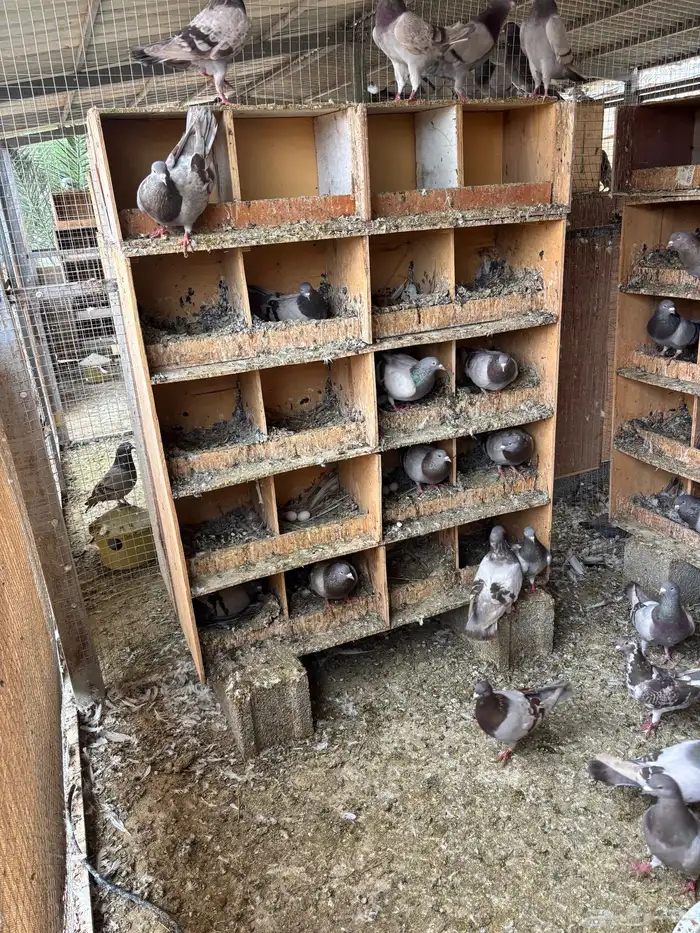 يوجد غرفتين حمام شرط متوالف ومنتج فرنسي سلفر 2