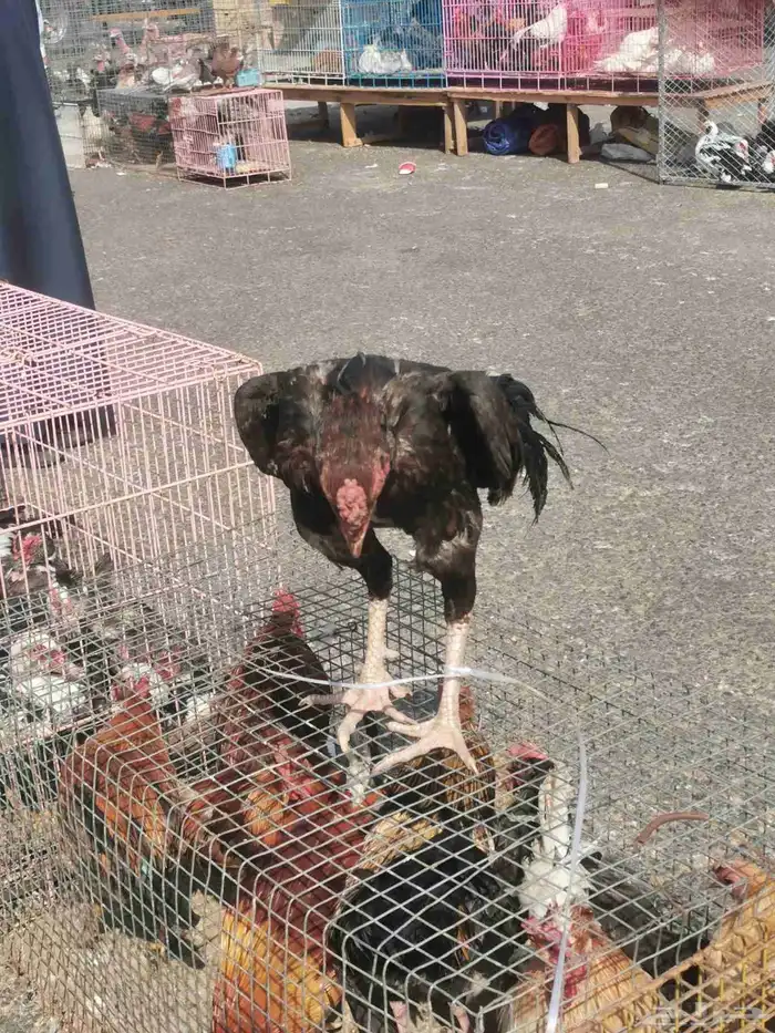 ديك بكستني سندي 3