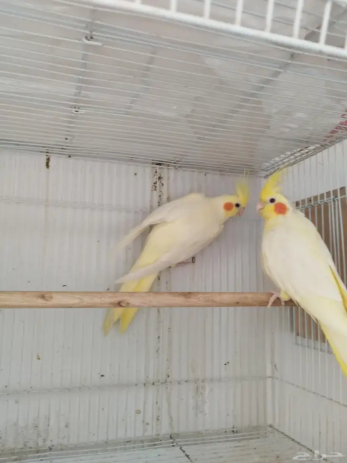 جوز كروان لاتينو منتج 8