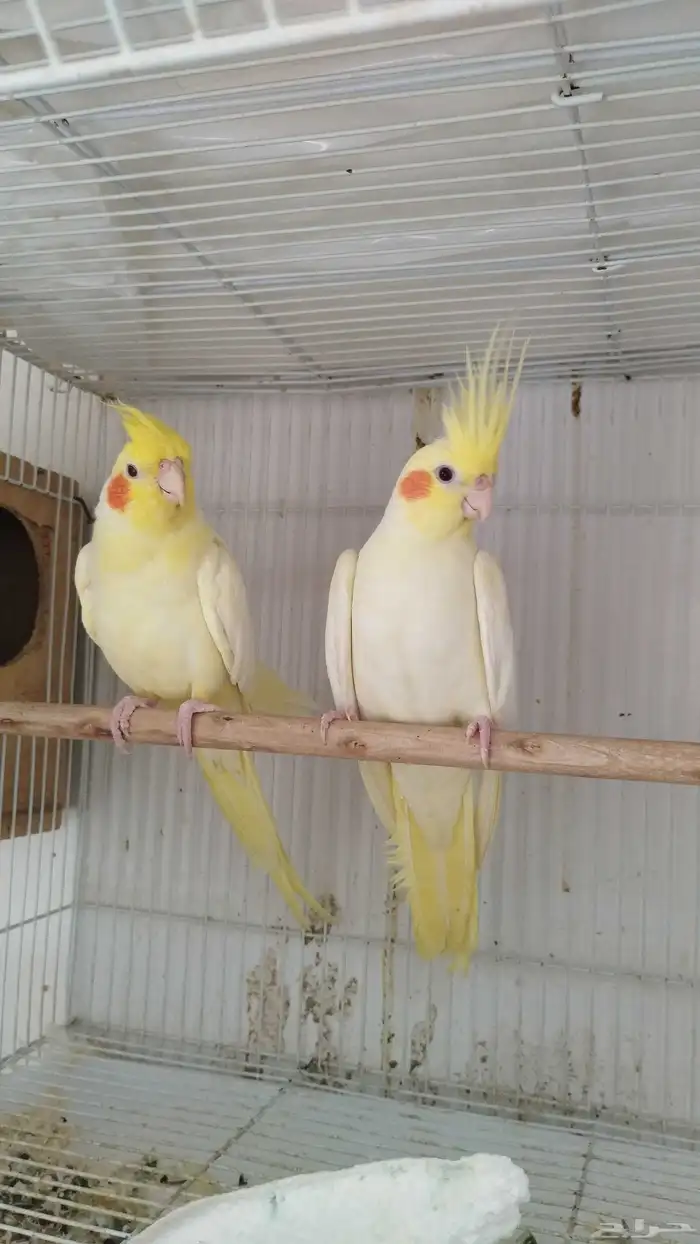 جوز كروان لاتينو منتج 2