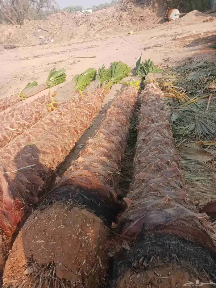 نخل واشنطني زينه 8