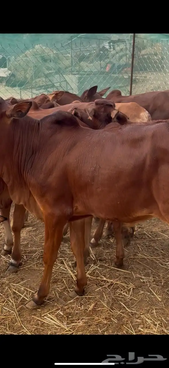 حسلان مقفله فل شحم ولحم 9