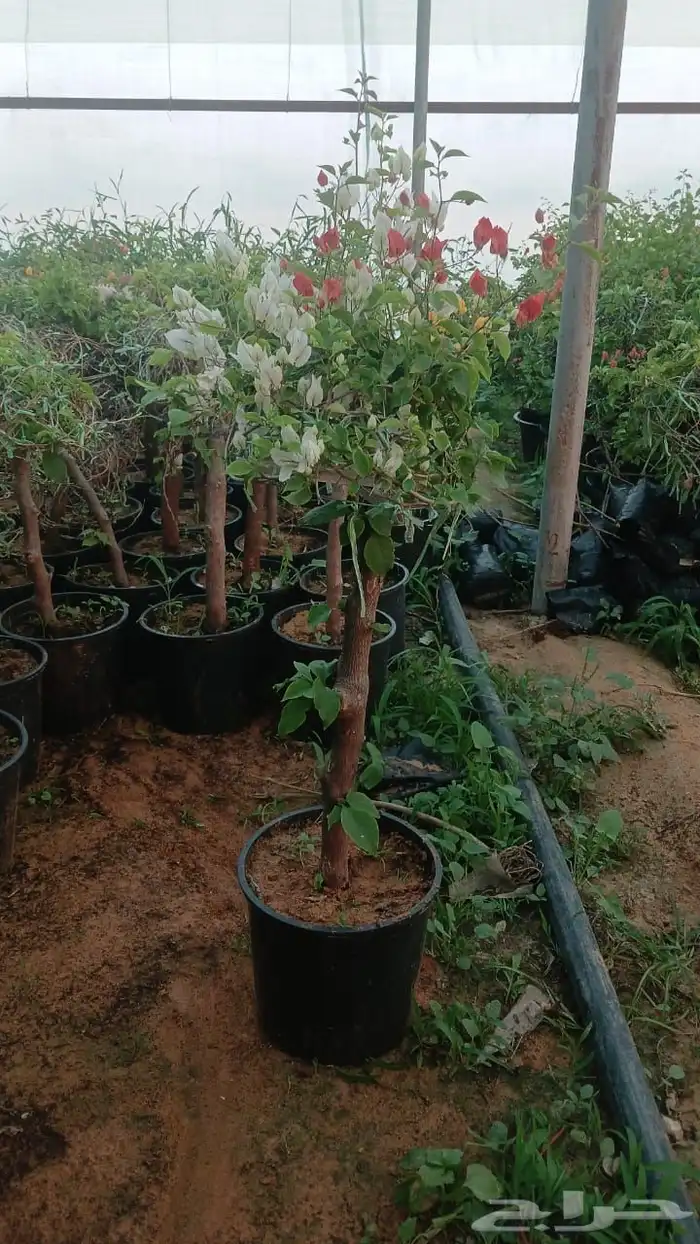 جهنمية تايلاندي 2