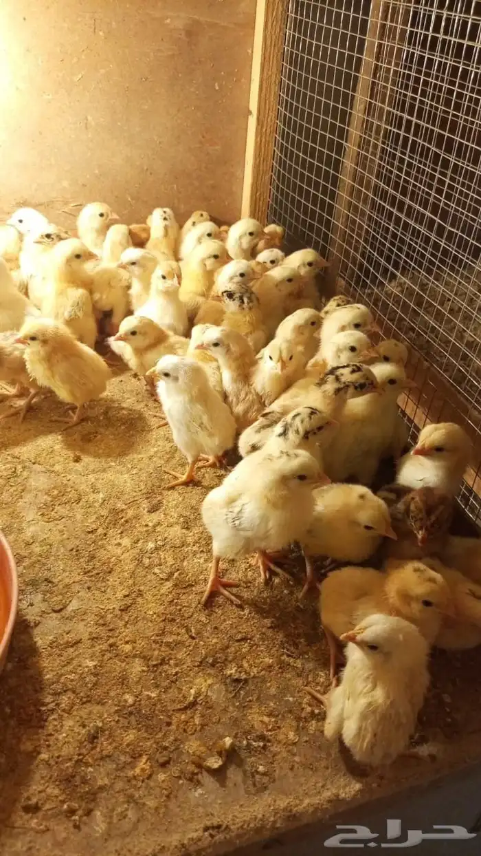 صوص دجاج بلدي هجين تركي 2