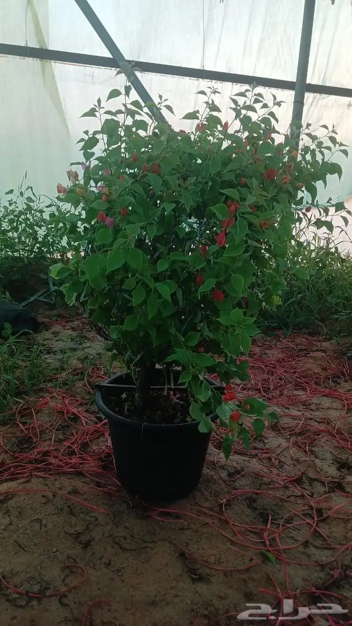 جهنمية تايلاندي 1