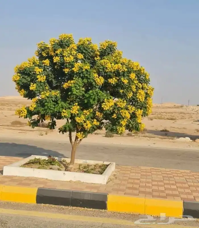 اكاسيا جلوكا Acacia Glocka 3