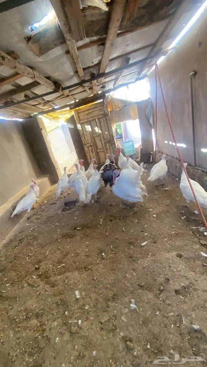 دجاج رومي للبيع 6