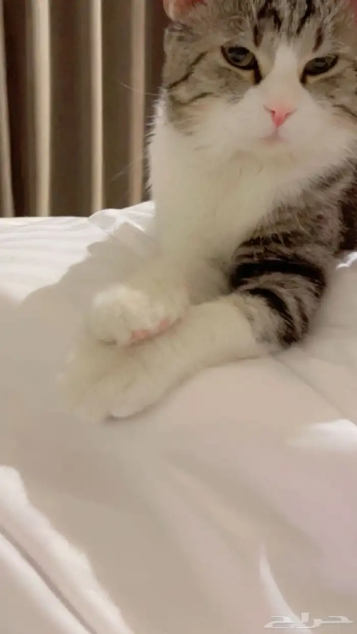 آمان لتزاوج وفندقة القطط 2