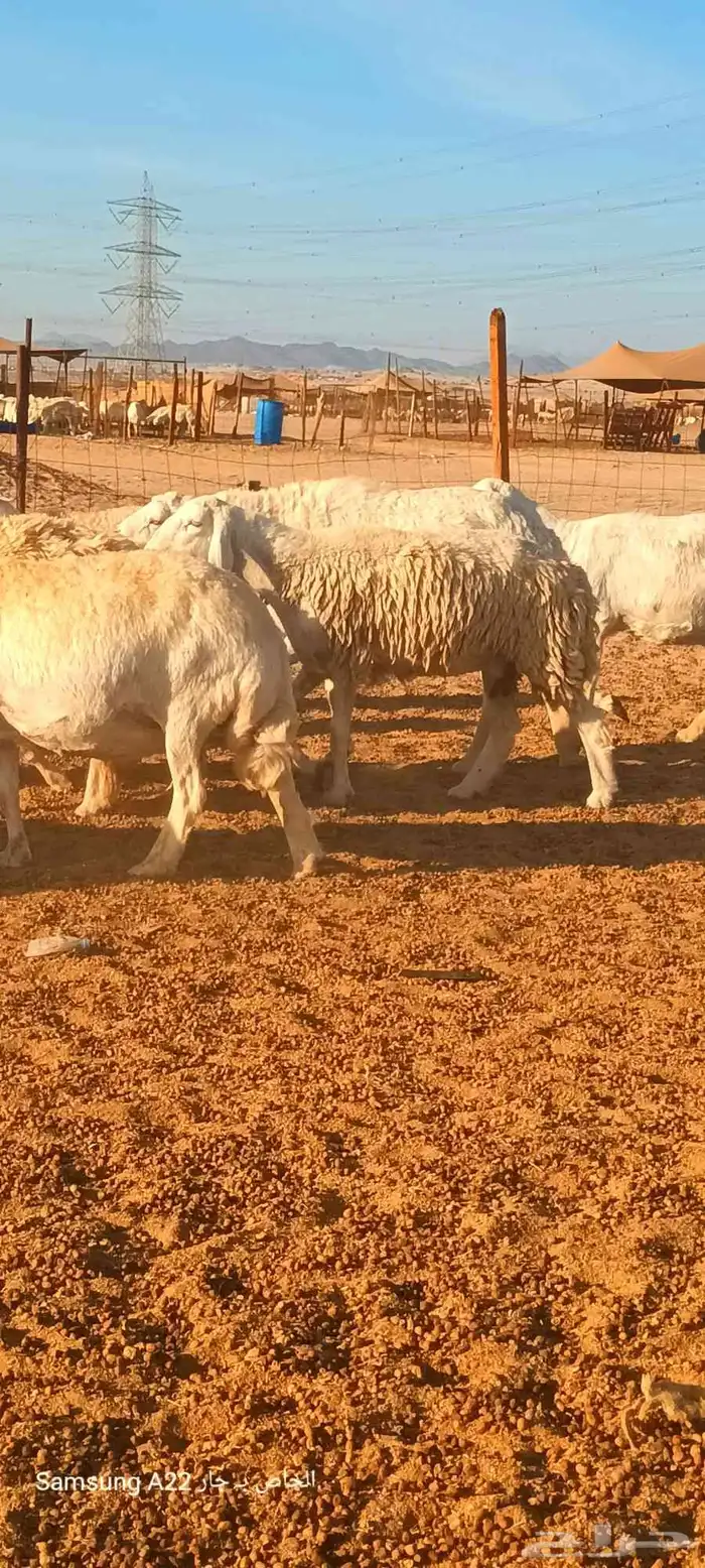 ضان جنب وخلفات 9