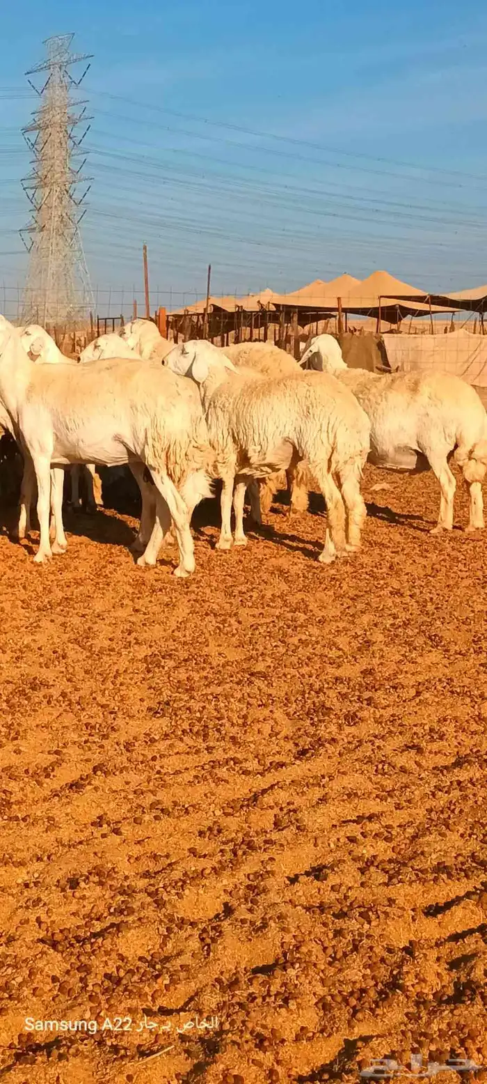 ضان جنب وخلفات 4