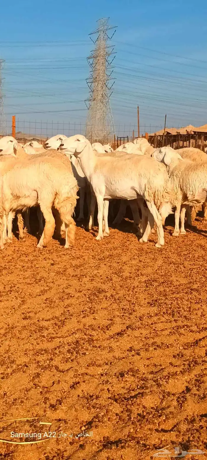 ضان جنب وخلفات 2