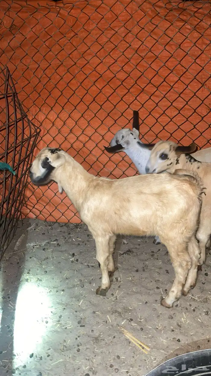 للبيع تيوس بيشيه يرضعون من اي شي وياكلو تيوس طيبه 2