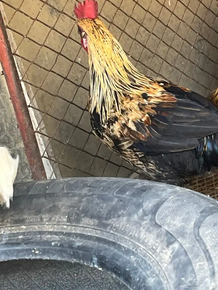 ثالث دجاج وديك شوكي ودجاج ماكنتوش عليه 30 بيضه 5