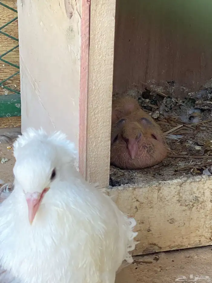 حمام للبيع كامل مع الشبك او بدون 24