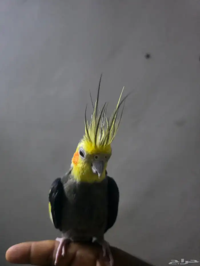 ذكر كروان اليف 1