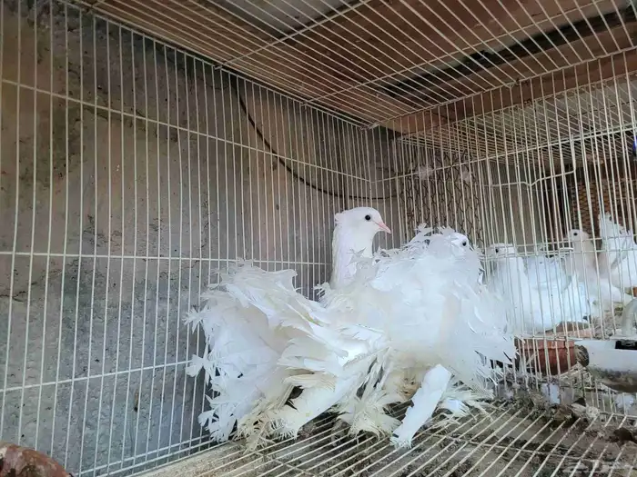 جوز شمسي هندي ابيض صك 2