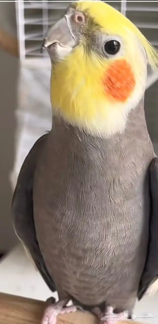 ذكركروان لتبني رجله مكسورة انكسرت وجبرت ممدوده لتبني ا 0