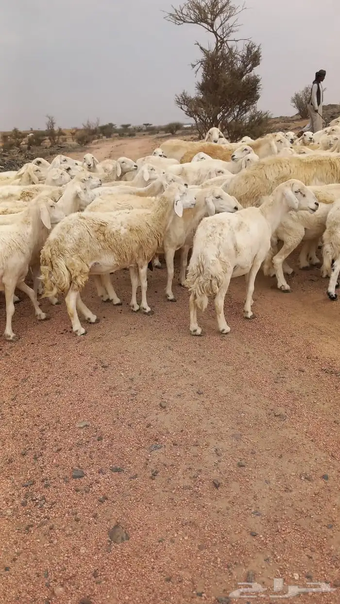 للبيع مراح واحد ضان حريات نضيفه ودفيع غنم سرحه 2