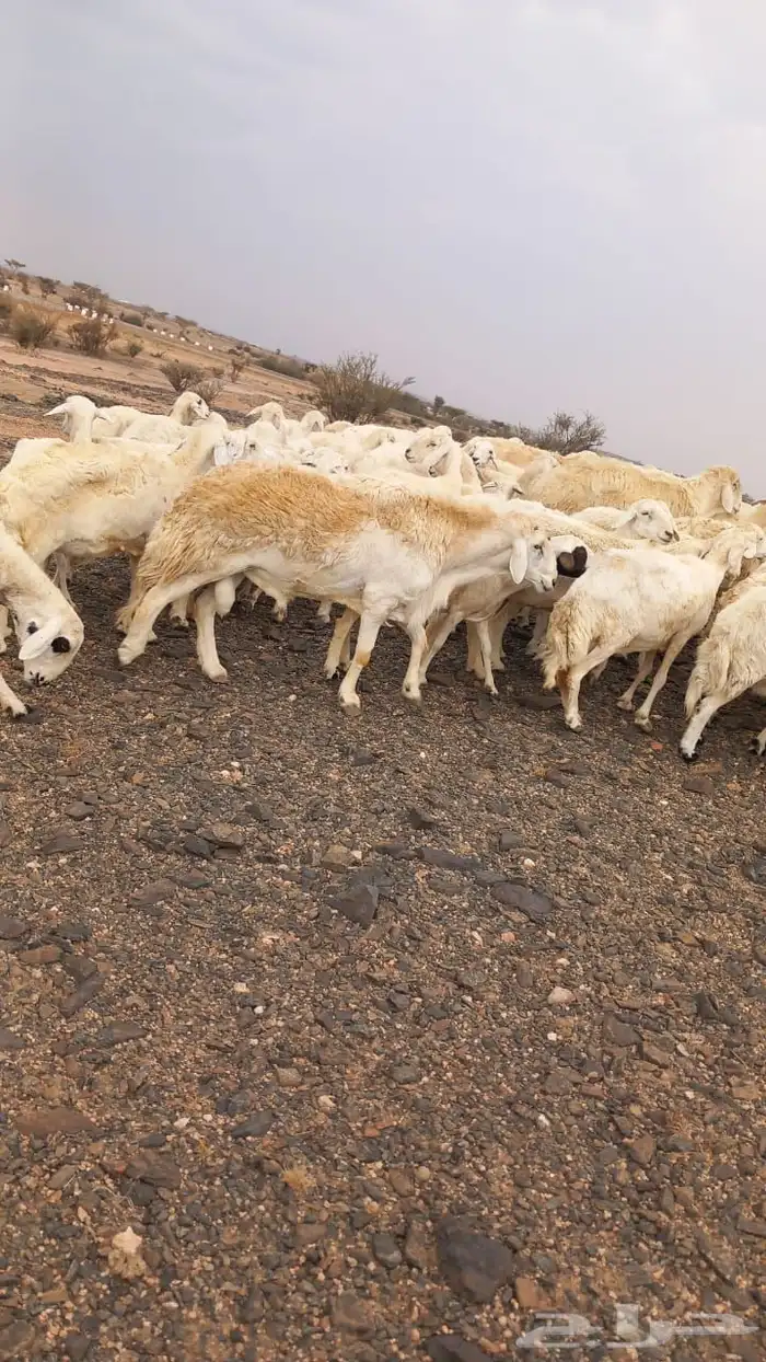 للبيع مراح واحد ضان حريات نضيفه ودفيع غنم سرحه 6