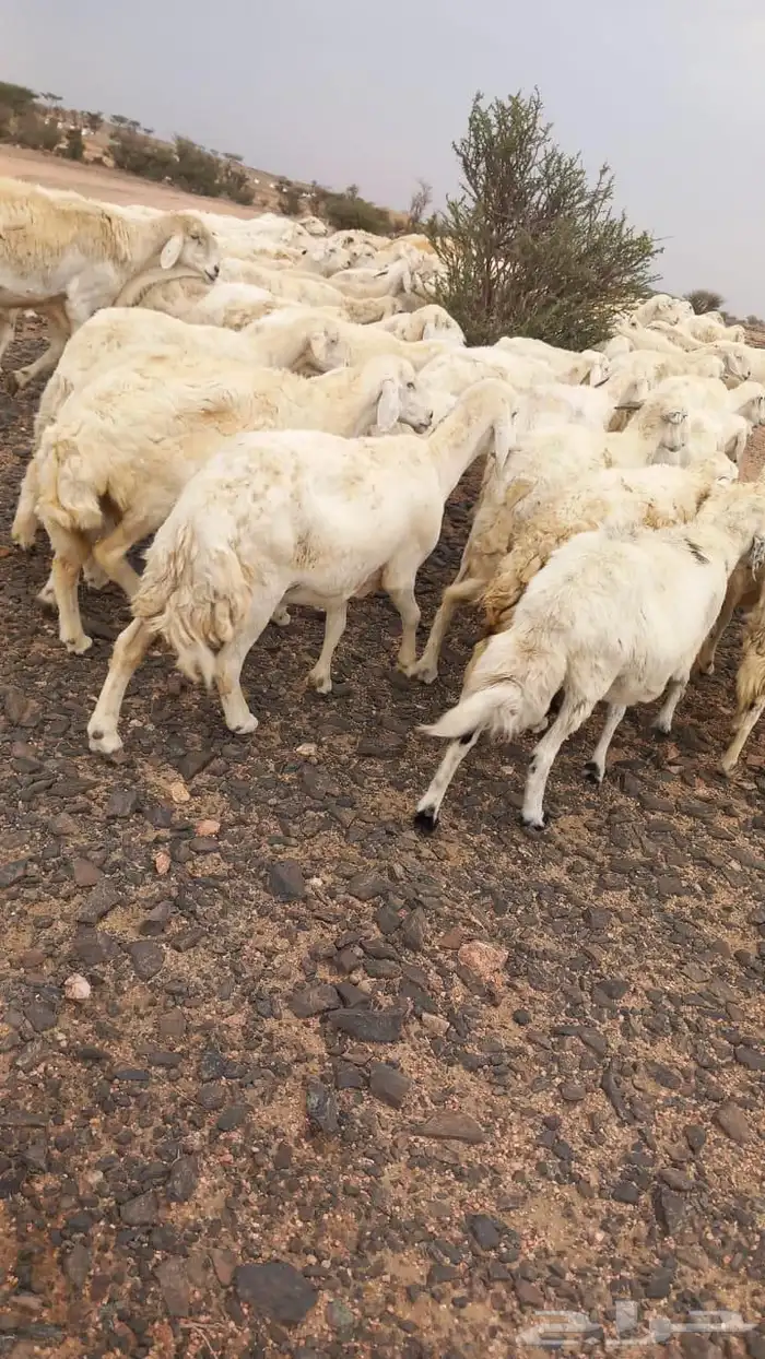 للبيع مراح واحد ضان حريات نضيفه ودفيع غنم سرحه 3