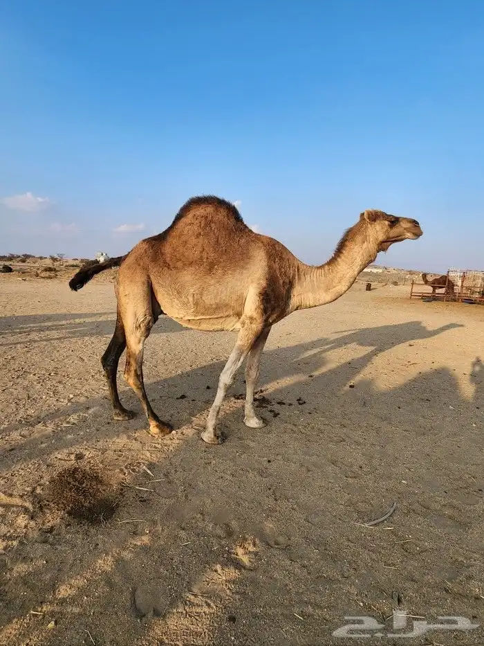 نياق حمر عوادي 1