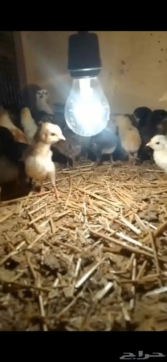 ديوك كبار وصوص مشكل اعمار مختلفه للبيع الهياثم الخرج 2