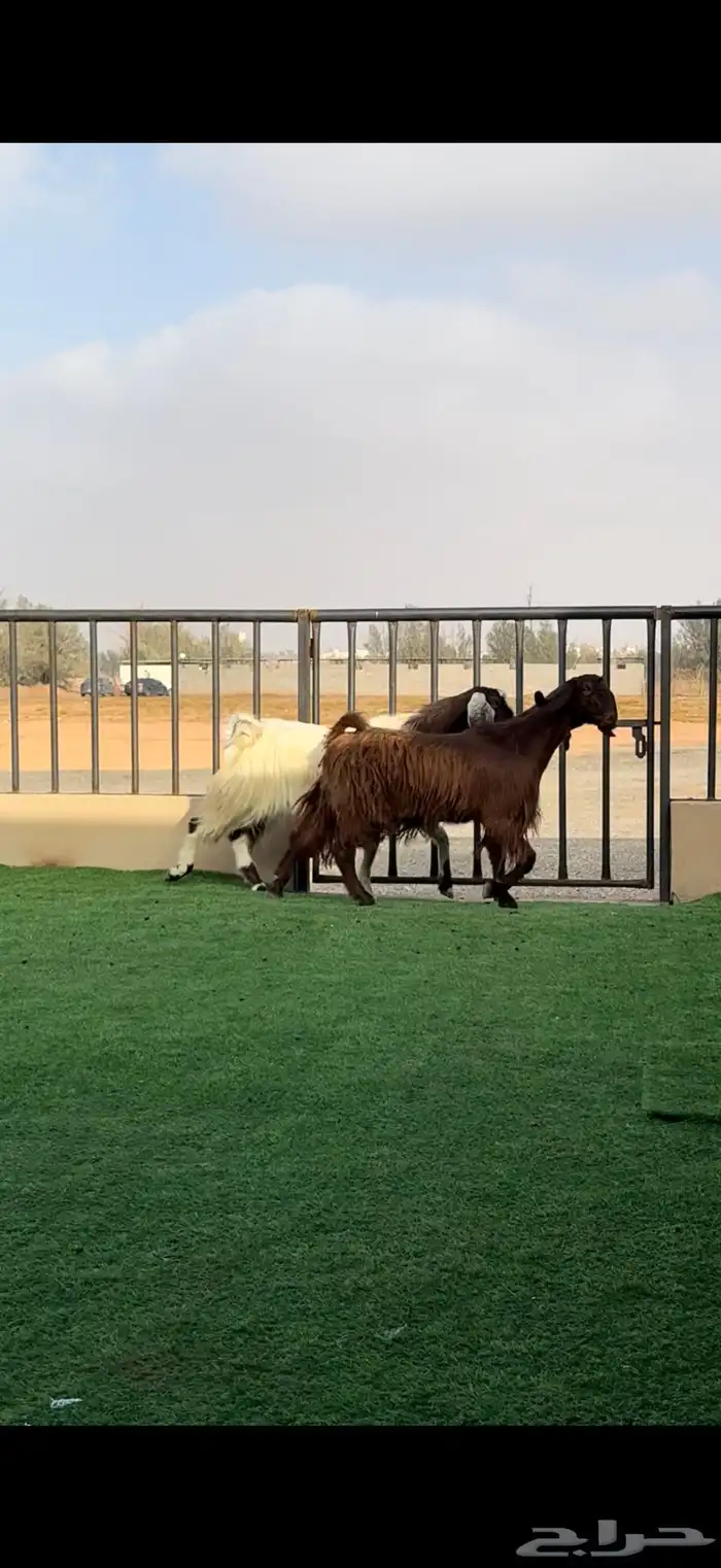 معزا مصريه دفيع بيور 2